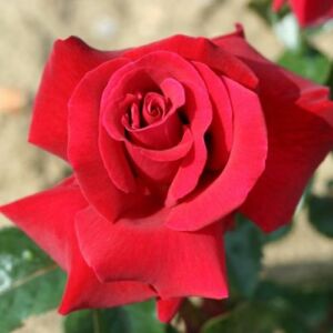 Rosa 'Thinking of You™' - vörös - teahibrid rózsa