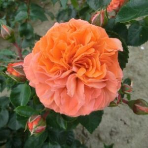Rosa 'Orangerie ®' - narancssárga - virágágyi floribunda rózsa
