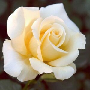 Rosa 'Elina ®' - sárga - teahibrid rózsa