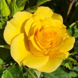Rosa 'Flower Power Gold™' - sárga - törpe - mini rózsa