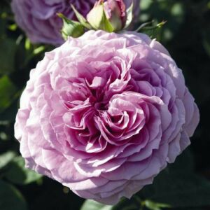 Rosa 'Lavender Ice®' - lila - törpe - mini rózsa