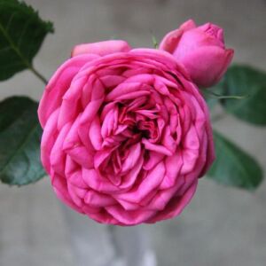Rosa 'Pink Piano®' - rózsaszín - teahibrid rózsa