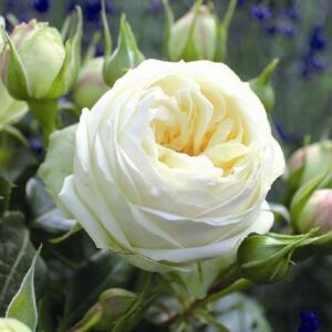 Rosa 'Wedding Piano®' - fehér - teahibrid rózsa