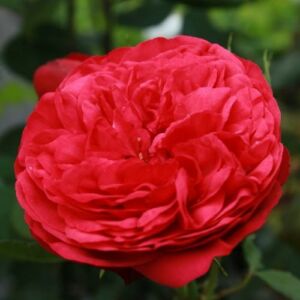 Rosa 'Piano®' - vörös - teahibrid rózsa