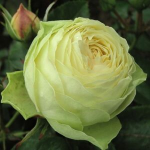 Rosa 'Lemon Piano®' - fehér - teahibrid rózsa