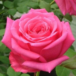 Rosa 'Senteur Royale®' - lila - teahibrid rózsa