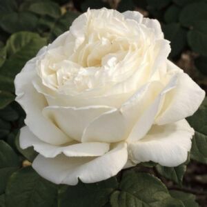 Rosa 'Jeanne Moreau®' - fehér - teahibrid rózsa