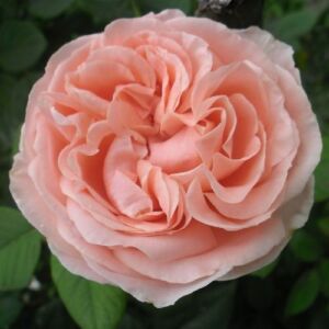 Rosa 'Donatella®' - rózsaszín - teahibrid rózsa