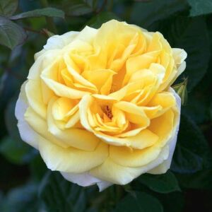 Rosa 'Michelangelo®' - sárga - teahibrid rózsa