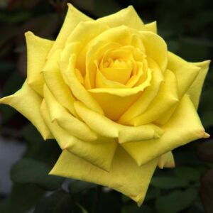 Rosa 'Nicolas Hulot®' - sárga - teahibrid rózsa