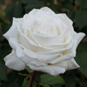 Rosa 'Pierre Arditi®' - fehér - teahibrid rózsa