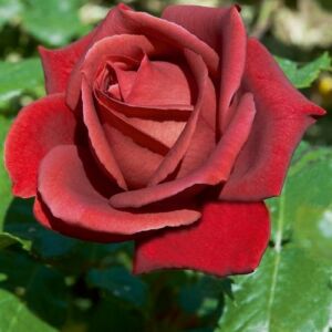 Rosa 'Terracotta®' - vörös - teahibrid rózsa