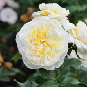 Rosa 'Lady Romantica®' - fehér - virágágyi floribunda rózsa