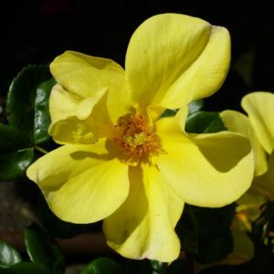 Rosa 'Liane Foly®' - sárga - virágágyi floribunda rózsa