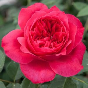 Rosa 'Ruban Rouge®' - vörös - nosztalgia rózsa