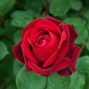 Rosa 'Edith Piaf® Gpt' - vörös - climber, futó rózsa
