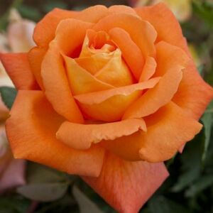 Rosa 'Louis De Funes® Gpt' - narancssárga - climber, futó rózsa