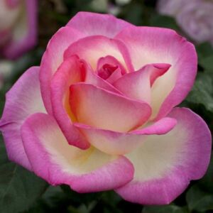 Rosa 'Princesse De Monaco® Gpt' - fehér - rózsaszín - climber, futó rózsa