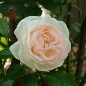 Rosa 'Palais Royal®' - fehér - climber, futó rózsa