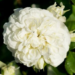 Rosa 'Blanc Meillandecor®' - fehér - virágágyi floribunda rózsa