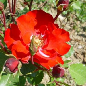 Rosa 'La Sevillana®' - vörös - virágágyi floribunda rózsa