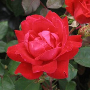 Rosa 'Double Knock Out®' - vörös - virágágyi floribunda rózsa