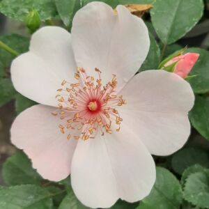 Rosa 'Astronomia®' - rózsaszín - virágágyi floribunda rózsa
