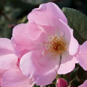 Rosa 'Alaska®' - rózsaszín - virágágyi floribunda rózsa