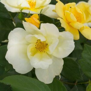 Rosa 'Sunny Knock Out®' - sárga - virágágyi floribunda rózsa