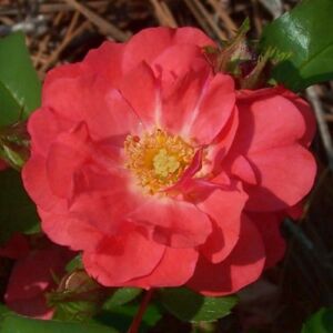 Rosa 'Coral Drift®' - rózsaszín - talajtakaró rózsa