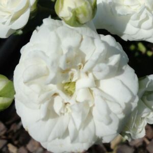Rosa 'Icy Drift®' - fehér - talajtakaró rózsa