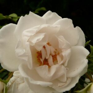 Rosa 'Hella®' - fehér - climber, futó rózsa