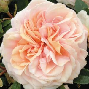 Rosa 'Garden of Roses®' - rózsaszín - virágágyi floribunda rózsa