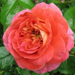 Rosa 'Gebrüder Grimm®' - narancssárga - virágágyi floribunda rózsa
