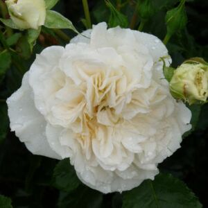 Rosa 'Petticoat®' - fehér - virágágyi floribunda rózsa