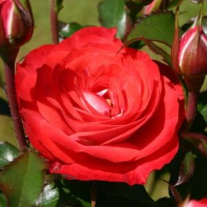 Rosa 'Planten un Blomen®' - vörös - virágágyi floribunda rózsa