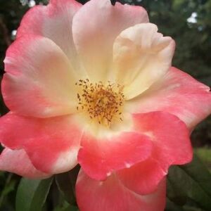 Rosa 'Roseromantic®' - rózsaszín - virágágyi floribunda rózsa