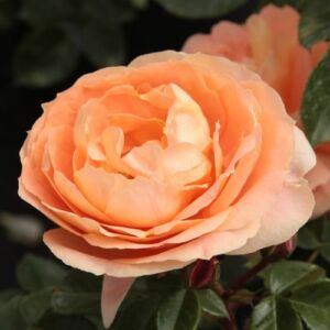 Rosa 'Schöne vom See®' - narancssárga - virágágyi grandiflora - floribunda rózsa