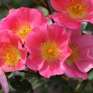Rosa 'Topolina®' - rózsaszín - talajtakaró rózsa