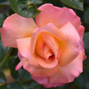 Rosa 'Paul Shirville®' - új termék - teahibrid rózsa
