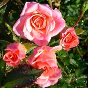 Rosa 'Pride of Tryon®' - új termék - talajtakaró rózsa