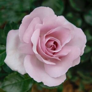 Rosa 'Absolutely Fabulous' - sárga - virágágyi floribunda rózsa