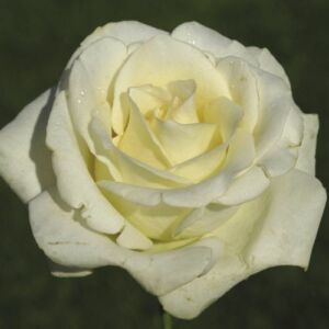 Rosa 'True Love®' - fehér - teahibrid rózsa