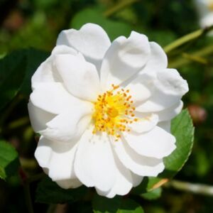 Rosa 'Katharina Zeimet®' - fehér - virágágyi polianta rózsa
