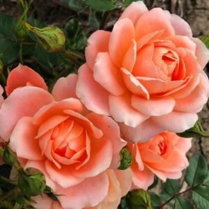 Rosa 'Sweet Dream®' - narancssárga - törpe - mini rózsa
