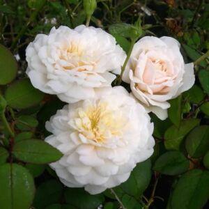 Rosa 'Colonial White®' - fehér - climber, futó rózsa