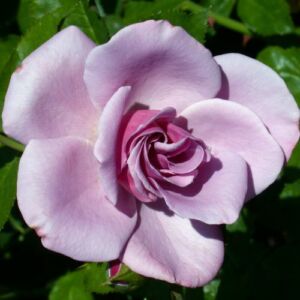 Rosa 'Blueberry Hill®' - lila - virágágyi grandiflora - floribunda rózsa