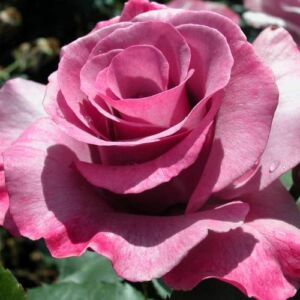 Rosa 'Dioressence®' - lila - virágágyi floribunda rózsa
