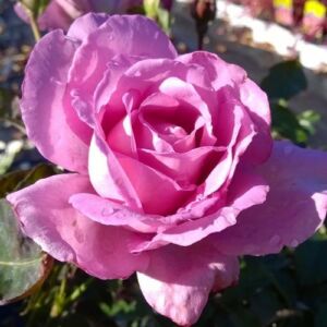 Rosa 'Harry Edland®' - lila - virágágyi floribunda rózsa
