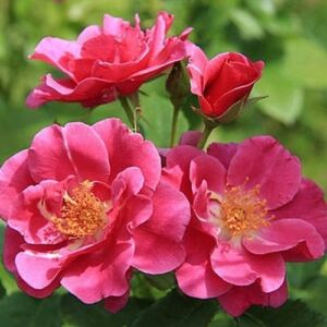 Rosa 'The Oddfellows Rose®' - rózsaszín - virágágyi floribunda rózsa